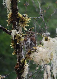 :projects:canyon_creek_pygmy_owl.jpg :projects:canyon_creek_pygmy_owl.jpg